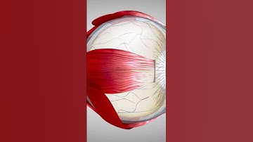 Why Do We Blink? The Fascinating Science Behind Every Blink