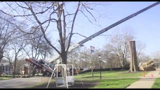 Mr George Tree Removal Service