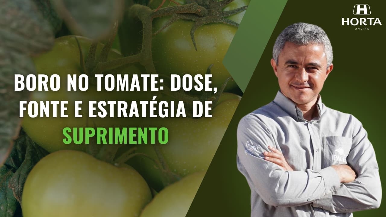 BORO NO TOMATE: DOSE, FONTE E ESTRATÉGIA DE SUPRIMENTO