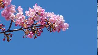 [ PINK FLOWERS ]   free hd stock videos , vectors & 4k motion graphic backgrounds    SPARK STUDIO