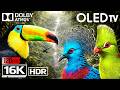 16K VIDEO ULTRA HD 120 FPS — BREATHTAKING HDR NATURE SHOW FOR OLED TVs QLED TV
