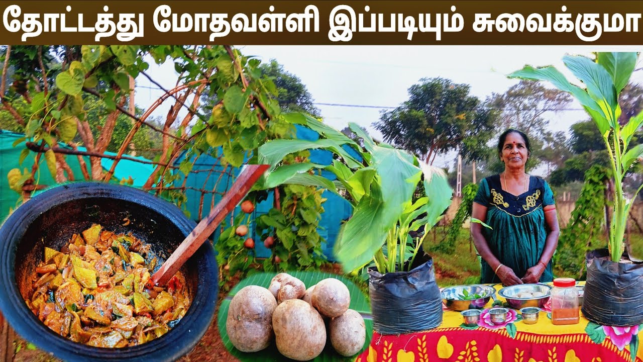 மோதகவள்ளி கிழங்கில் தரமான பிரட்டல்கறி l village cooking 💚💙 vanni bro 