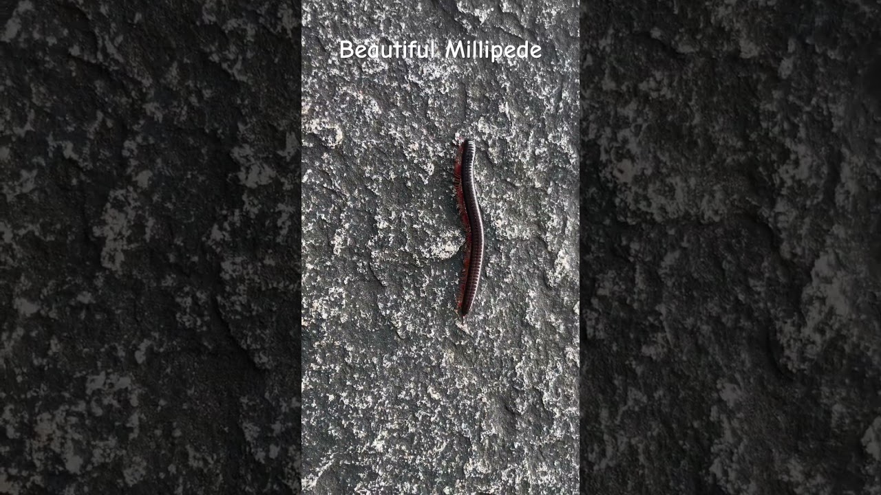 Millipede in the wild 