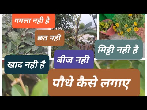 पौधे लगाना है पर गमला नही है,मिट्टी नही,बीज नही, खाद नही, छत नही तब पौधे कैसे लगाए