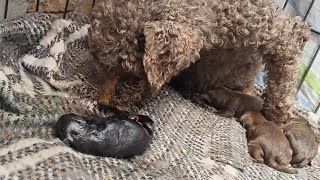 Pregnant Teddy Gave Birth To A Baby With Difficulty, But His Baby Does Not Have To Be Homeless by THE Barber Rescues Stray Dogs 1,063 views 1 day ago 11 minutes, 33 seconds