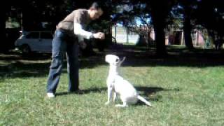 Bull Terrier Cachorro