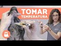 ¿Cómo tomar la temperatura a un perro? 🌡ÚNICO MÉTODO FIABLE