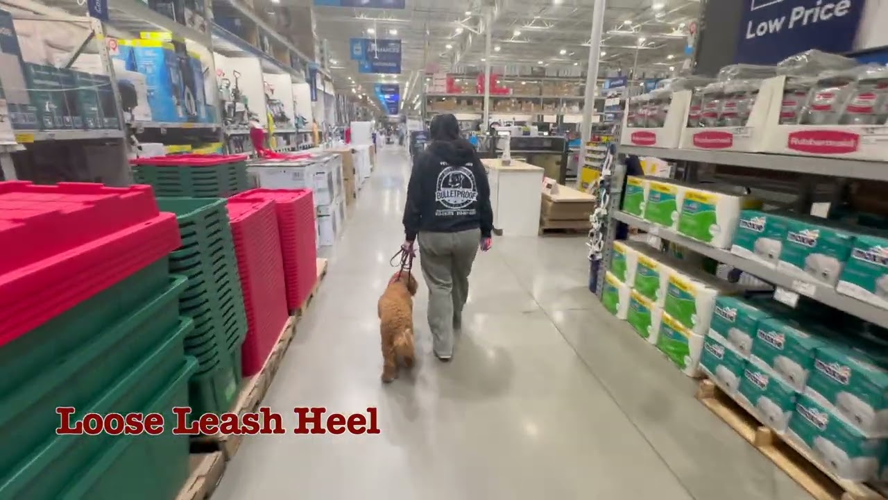 Otis 15 Day Board & Train | 1.5 year old Golden Doodle 