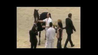 Ustinov - Showjumping Stallion