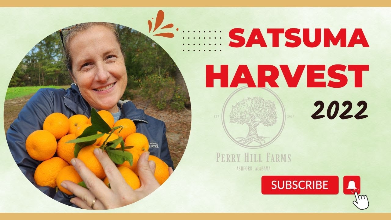 Satsuma harvest 2022 YouTube