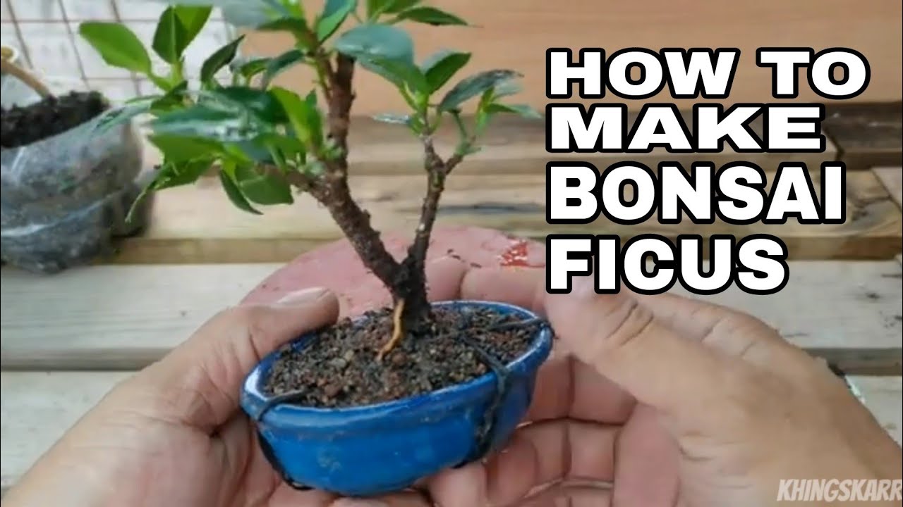 How To Make Bonsai Ficus Tree II Ficus nana [ficus mucrocarpa ]