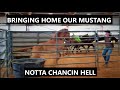 Adopting Our First BLM Wild Horse | Chance | Episode 1