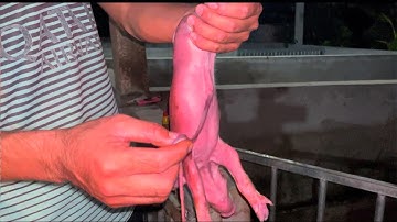 Cách buộc và cắt rốn cho heo sơ sinh dễ dàng nhất.