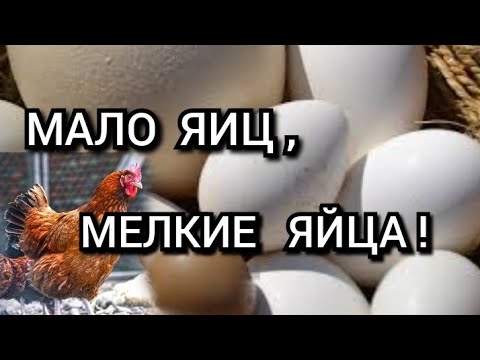 ✔Это нужно ,чтобы Куры несли Много Полезных Яиц!//5 Причин Мелкого яйца у кур несушек❗