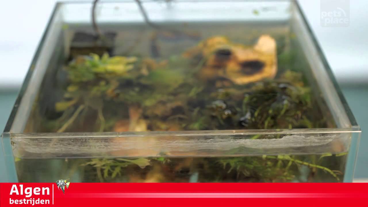 Blauwalg bestrijden in je aquarium