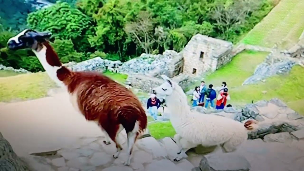 Vicuna  sheep   of Peru   