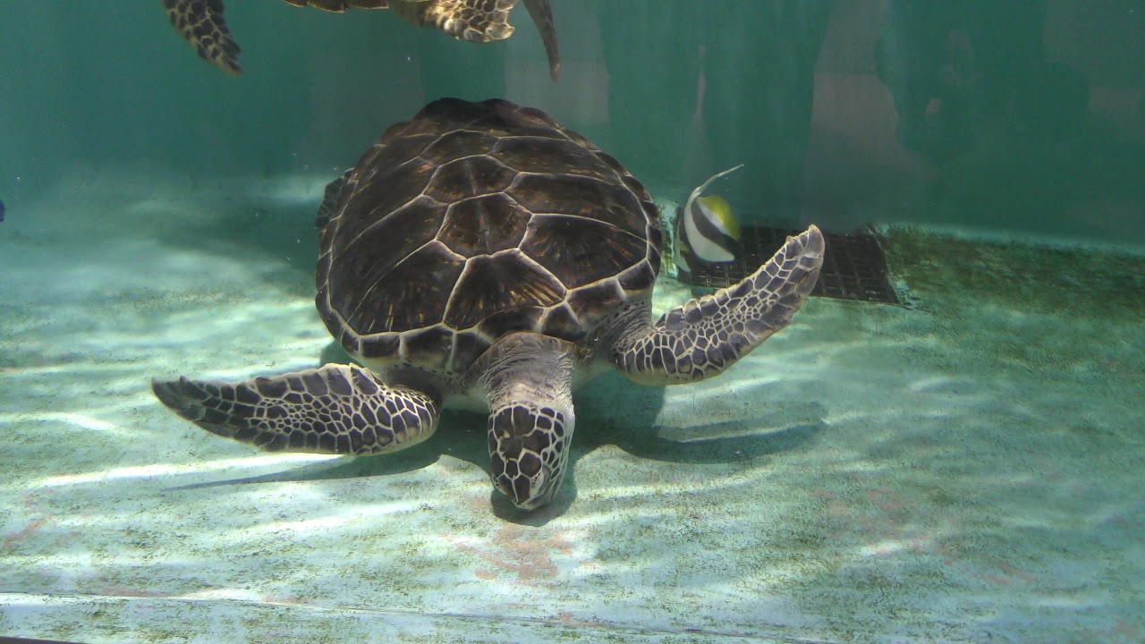 Green sea turtle & Hawksbill sea turtle (SENDAI UMINO-MORI