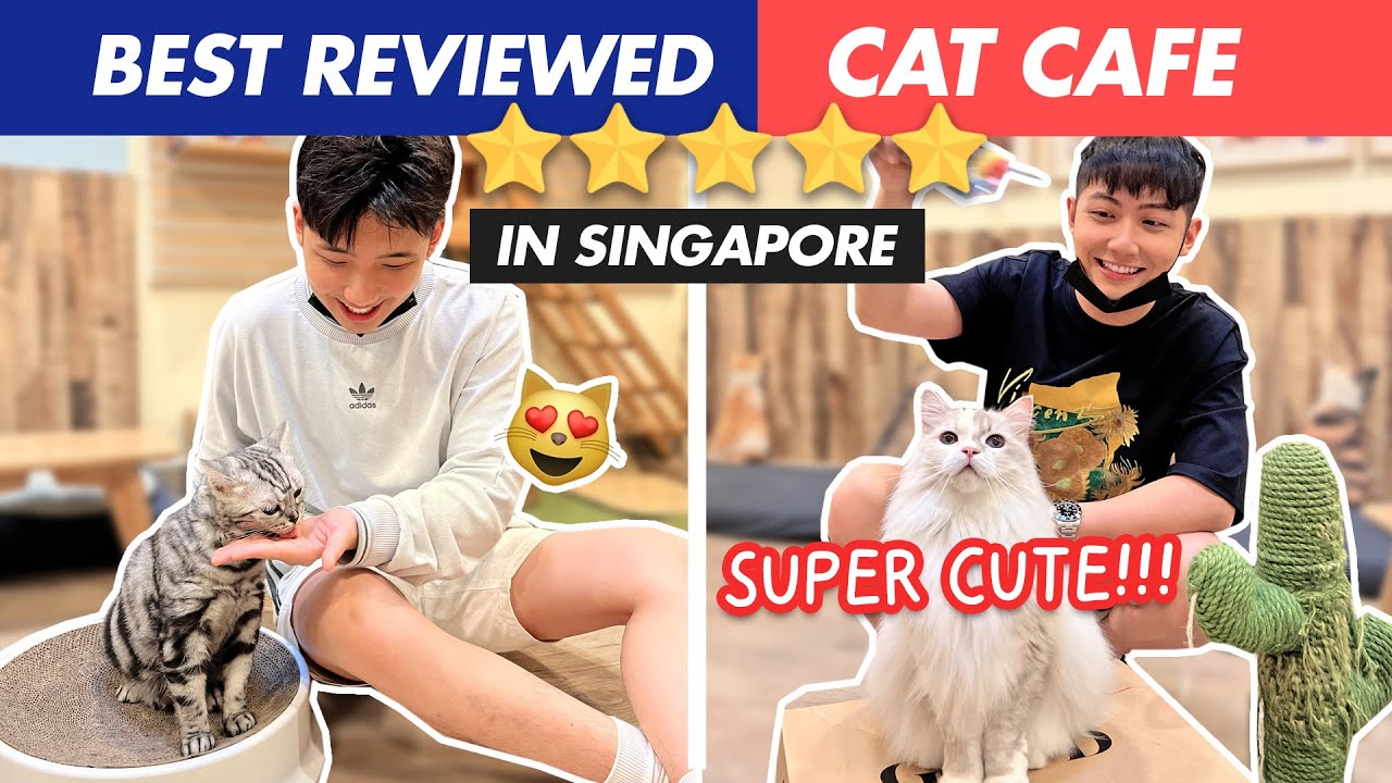Best Reviewed CAT CAFE in Singapore! *OMG SO CUTE*