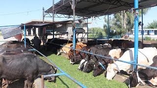 Sunderpur Cattle Farm in Sialkot | Tips To Make Dairy Farm And Shed | Well Manage Dairy Farm