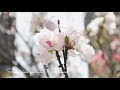 和な春の花達☁️