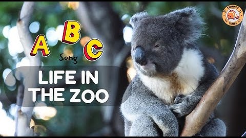 ABC Song - Life in the Zoo - #singing & #learning #abcd together