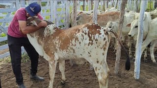 muito gado na feira de Jurema-Pe 18/5/24 nelores show #gado #nordeste #pecuaria #agro