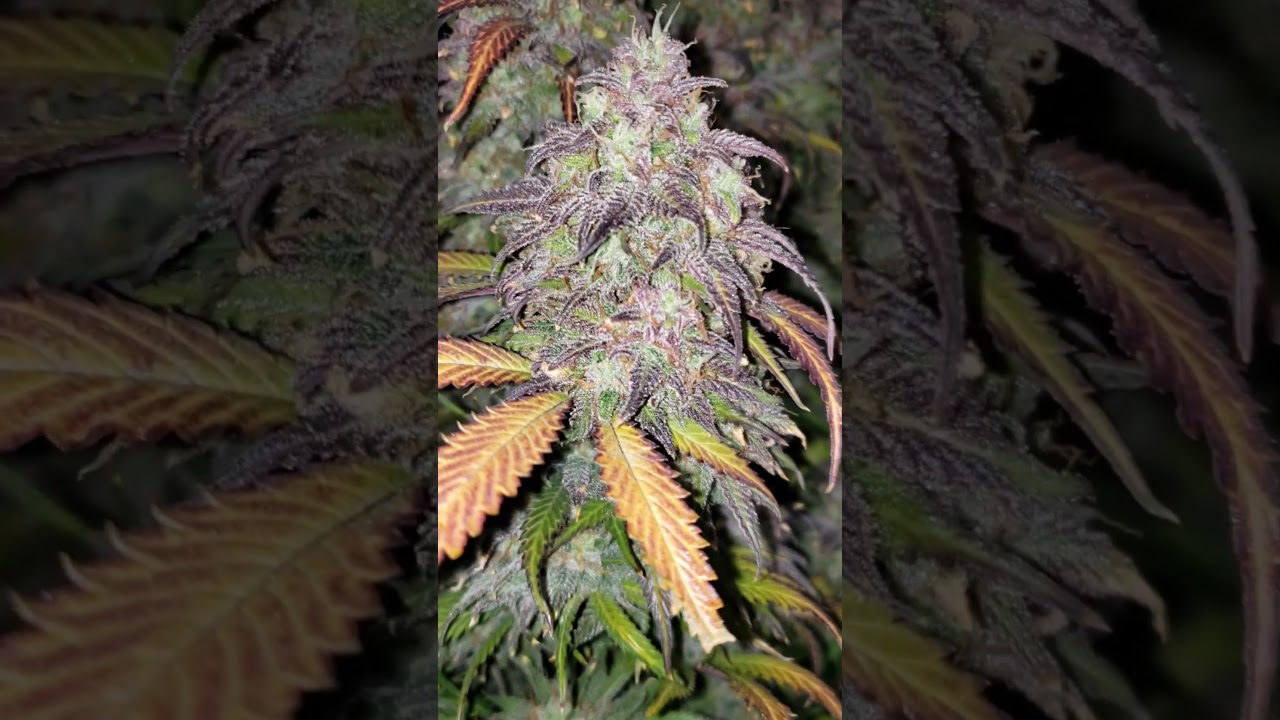 Blueberry Auto 🫐 Fast Buds | indica