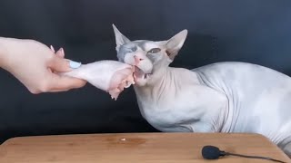 sphynx cat eating