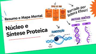 Núcleo e Síntese Proteica | Biologia | QUER QUE DESENHE?