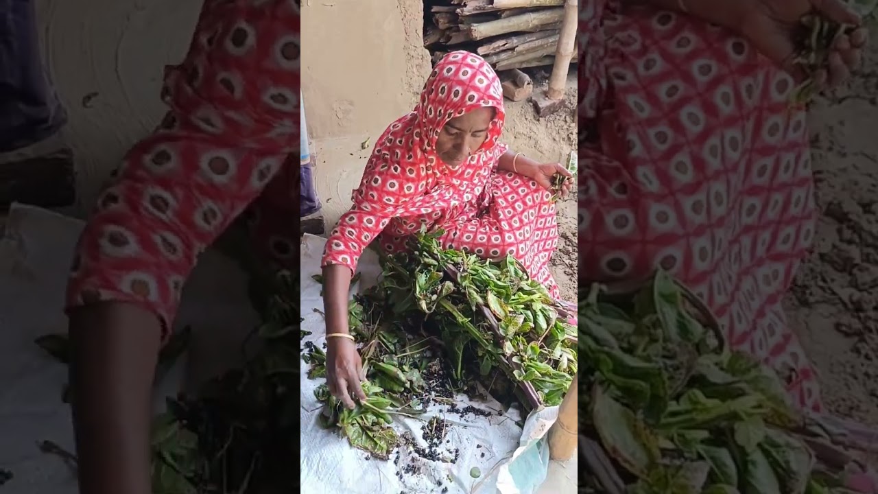 পাকা পুই বিচির তরকারী দিয়ে  ভাত মাখালে কেমন লাগে