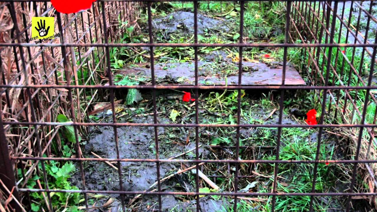 Veel onduidelijkheid over wild