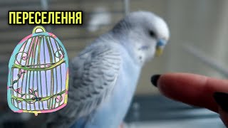 Переселення у нову клітку Як це було