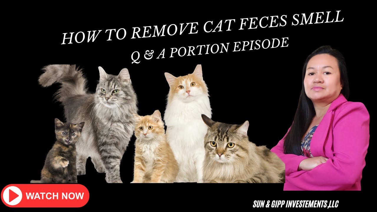How to remove cat smells or Feces? YouTube