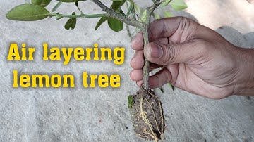 Air layering lime or lemon tree : How to propagate lemon tree using air layering methods