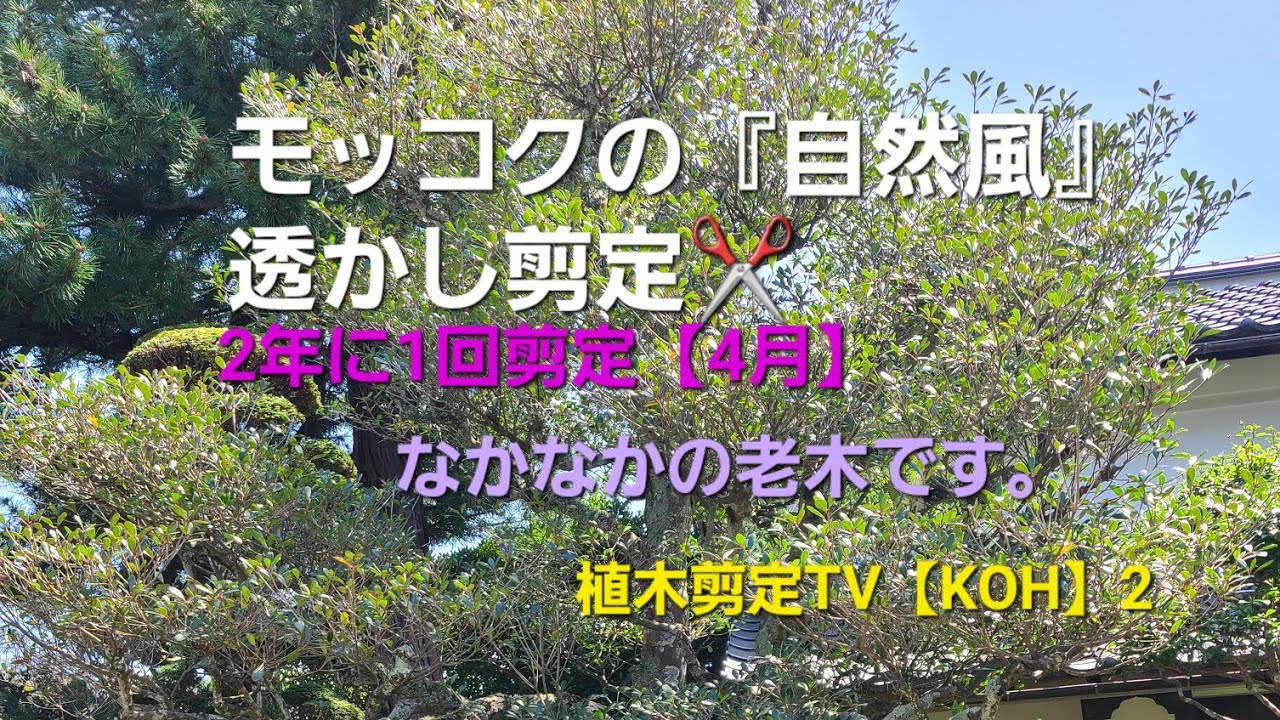モッコク『自然風』透かし剪定 ️【4月】2年に1回剪定【造園 植木屋 庭師 庭木 樹木 職人 高木】 - YouTube