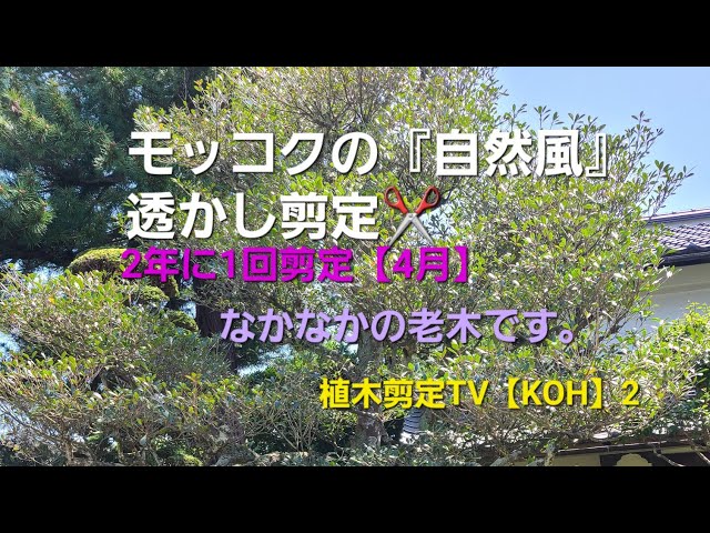 モッコク『自然風』透かし剪定✂️【4月】2年に1回剪定【造園 植木屋