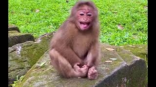 Little Monkey Sits Quietly With a Soft and Tender Mood as She Looks Around and Enjoys a Calm Moment screenshot 4