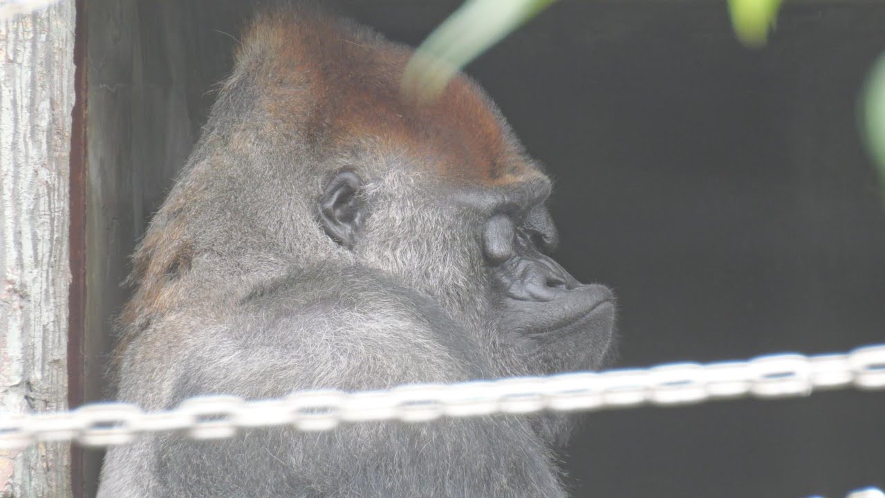 Shou's pointy mouth. Hamamatsu City Zoo, Gorilla, 202510 - YouTube