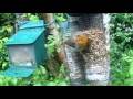 Robin Bird On Spring Tuesday Visit To My Cottage Garden Scone Perth Perthshire Scotland