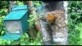 Robin Bird On Spring Tuesday Visit To My Cottage Garden Scone Perth Perthshire Scotland