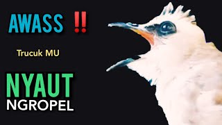 Download Lagu Trucukan gacor NARUNG ROPEL PANJANG Menjadikan Trucuk Apapun langsung NYAUT GACOR NGROPEL SEKETIKA MP3