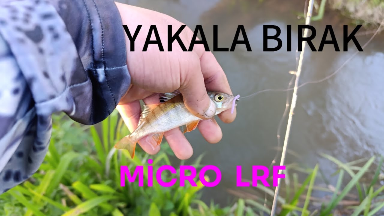 LRF İle Akar Suda PERCH Avı (Küçük Sunum Avcılığı)🐟🎣🎣