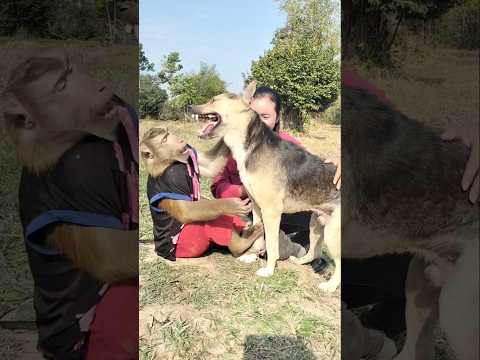 Viral Video SokYaa OG Pao Mom Are Famous Around The World Shorts 