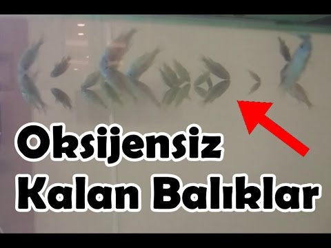 Video: Balıklar Vücutlarını Nasıl Kontrol Ederler?