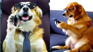 The Dog Carry Things /Funny memes videos @Animalsplus1