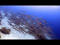 4K Scuba Diving in Sharm El Sheikh - July 2021