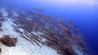 4K Scuba Diving in Sharm El Sheikh - July 2021