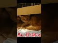飢えて餓死寸前の迷い猫