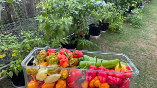 September Hot Pepper Garden Harvest!