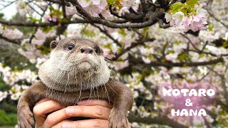 お花見でみせたカワウソコタローの男前感に惚れてまう　Otters Enjoying The Cherry Blossom Viewing